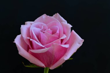 Siyah arka planda güzel pembe bir gül