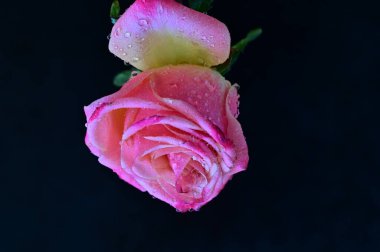 Siyah arka planda güzel pembe bir gül