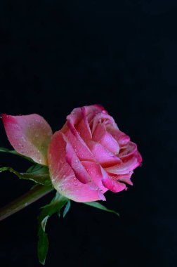 Siyah arka planda güzel pembe bir gül