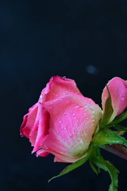 Siyah arka planda güzel pembe bir gül