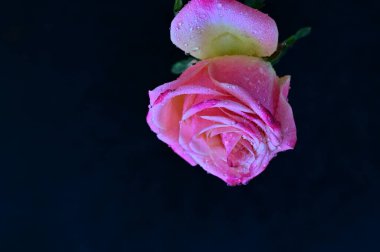 Siyah arka planda güzel pembe bir gül