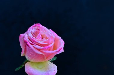 Siyah arka planda güzel pembe bir gül