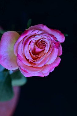 Siyah arka planda güzel pembe bir gül