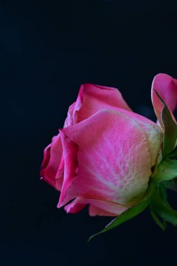 Siyah arka planda güzel pembe bir gül