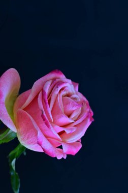 Siyah arka planda güzel pembe bir gül