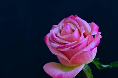 Siyah arka planda güzel pembe bir gül