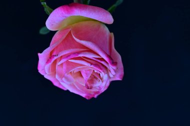 Siyah arka planda güzel pembe bir gül