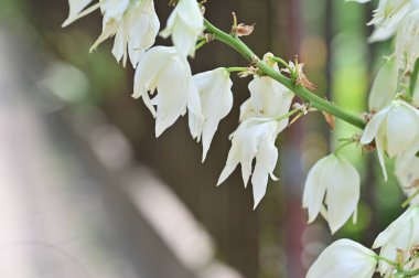Bahçede, bitki örtüsünde ve doğada yetişen güzel çiçekler.
