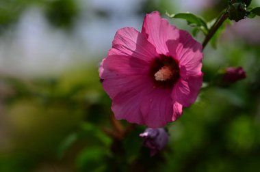 Bahçede, bitki örtüsünde ve doğada yetişen güzel çiçekler.