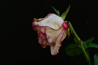 siyah bir arka plan üzerinde soldu gül