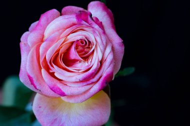 Siyah arka planda güzel pembe bir gül