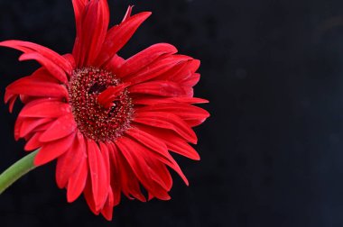 Siyah arkaplanda parlak gerbera