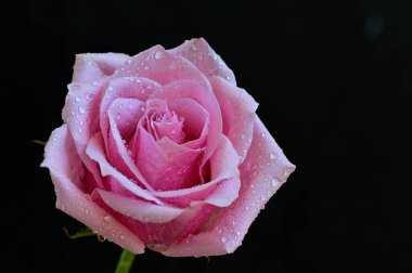 Siyah arka planda güzel pembe bir gül