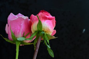 Siyah arka planda güzel pembe güller