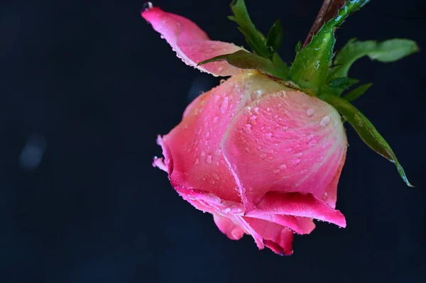 Vacker Rosa Ros Svart Bakgrund — Stockfoto