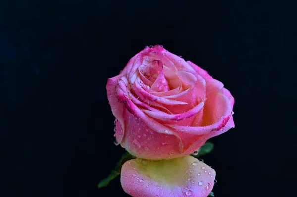 Trandafir Roz Frumos Fundal Negru — Fotografie, imagine de stoc