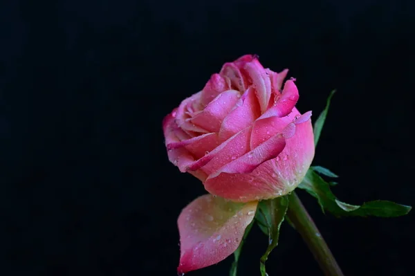 Красивая Розовая Роза Черном Фоне — стоковое фото