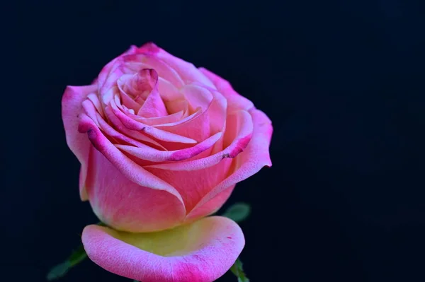 배경에 아름다운 분홍빛 — 스톡 사진
