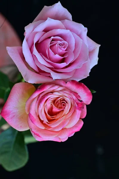 Mooie Roze Rozen Zwarte Achtergrond — Stockfoto