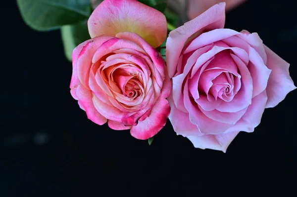 Beautiful Pink Roses Black Background — Stock Photo, Image