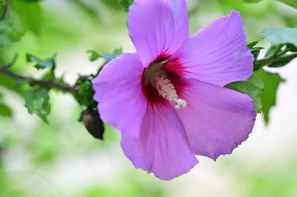 Schöne Rosa Blüten Die Garten Der Flora Und Der Natur — Stockfoto