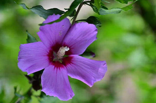 Красивые Розовые Цветы Растущие Саду Флоры Природы — стоковое фото