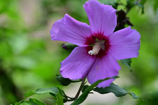 Hermosas Flores Rosadas Que Crecen Jardín Flora Naturaleza — Foto de Stock