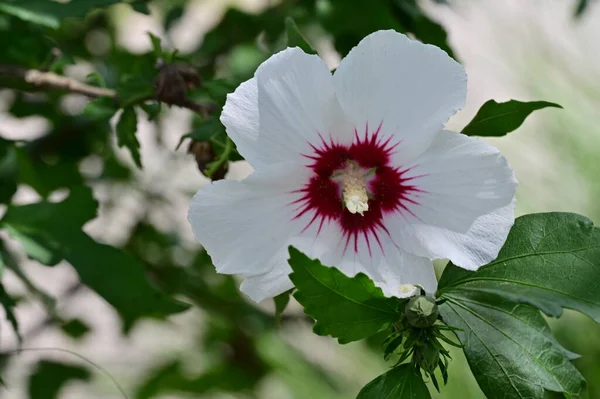 Όμορφο Λουλούδι Που Αναπτύσσεται Στον Κήπο Χλωρίδα Και Φύση — Φωτογραφία Αρχείου