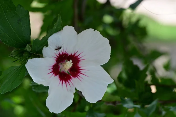 Bellissimo Fiore Che Cresce Giardino Flora Natura — Foto Stock