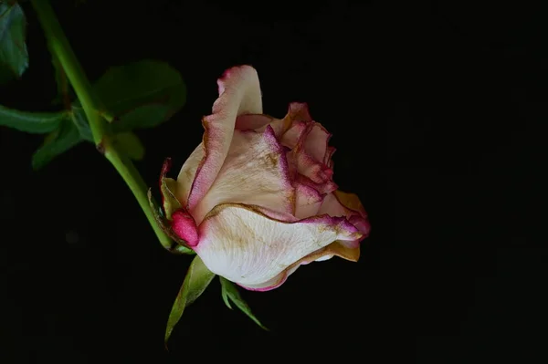 Rose Flétrie Sur Fond Noir — Photo