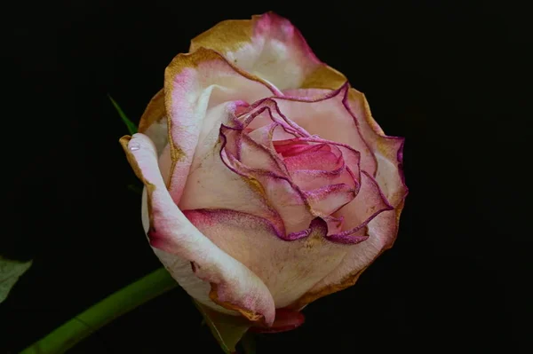 黒い背景に枯れたバラ — ストック写真