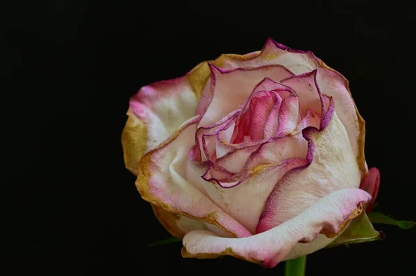 Суха Троянда Чорному Тлі — стокове фото