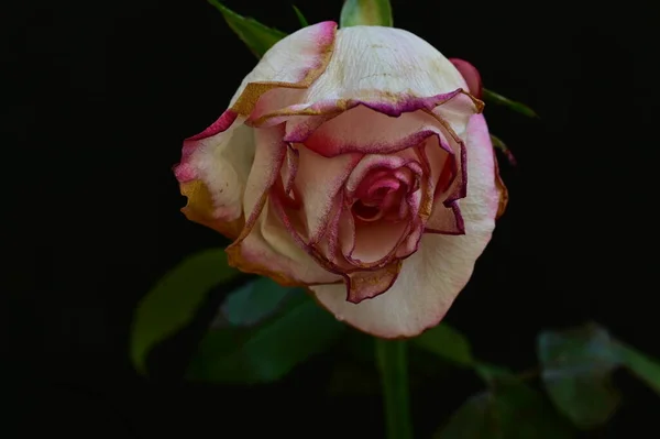 Rose Flétrie Sur Fond Noir — Photo