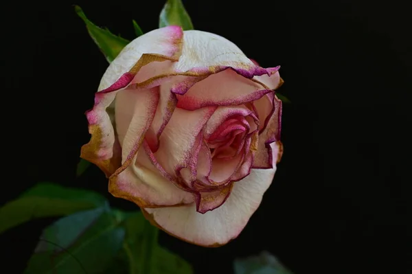 Μαραμένο Τριαντάφυλλο Μαύρο Φόντο — Φωτογραφία Αρχείου