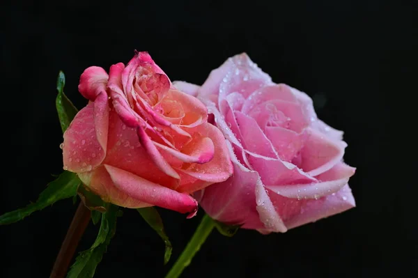 Beautiful Pink Roses Black Background — Stock Photo, Image
