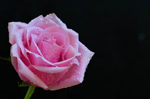 Beautiful Pink Rose Black Background — Stock Photo, Image