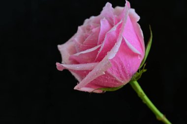 Siyah arka planda güzel pembe bir gül