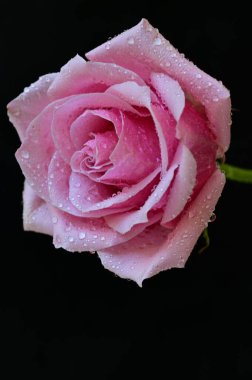 Siyah arka planda güzel pembe bir gül