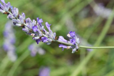 Bahçede, bitki örtüsünde ve doğada yetişen güzel çiçekler.