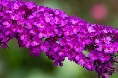 Bahçede, bitki örtüsünde ve doğada yetişen güzel çiçekler