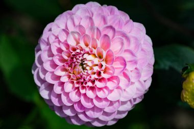 Bahçede yetişen güzel pembe çiçekler, bitki örtüsü ve doğa.