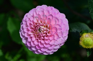 Bahçede yetişen güzel pembe çiçekler, bitki örtüsü ve doğa.