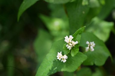 Bahçede, bitki örtüsünde ve doğada yetişen güzel çiçekler