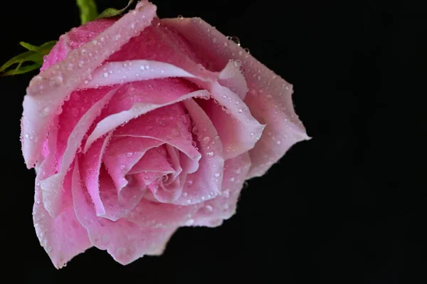 beautiful pink rose on black background
