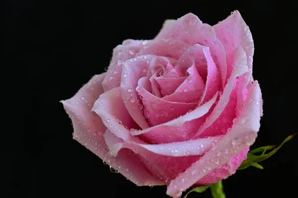 Beautiful Pink Rose Black Background — Stock Photo, Image