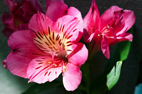 庭や植物や自然の中で育つ美しいピンクの花は — ストック写真