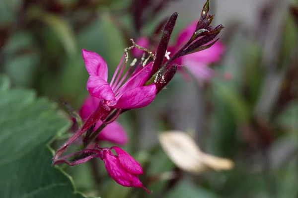 Schöne Rosa Blüten Die Garten Der Flora Und Der Natur — Stockfoto