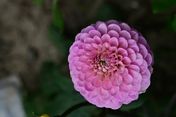 Hermosas Flores Rosadas Que Crecen Jardín Flora Naturaleza —  Fotos de Stock