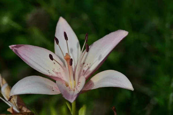 Bahçede Bitki Örtüsünde Doğada Yetişen Güzel Çiçekler — Stok fotoğraf
