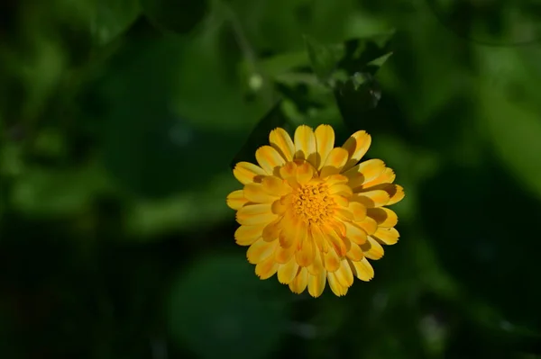 Belle Fleur Poussant Dans Jardin Flore Nature — Photo